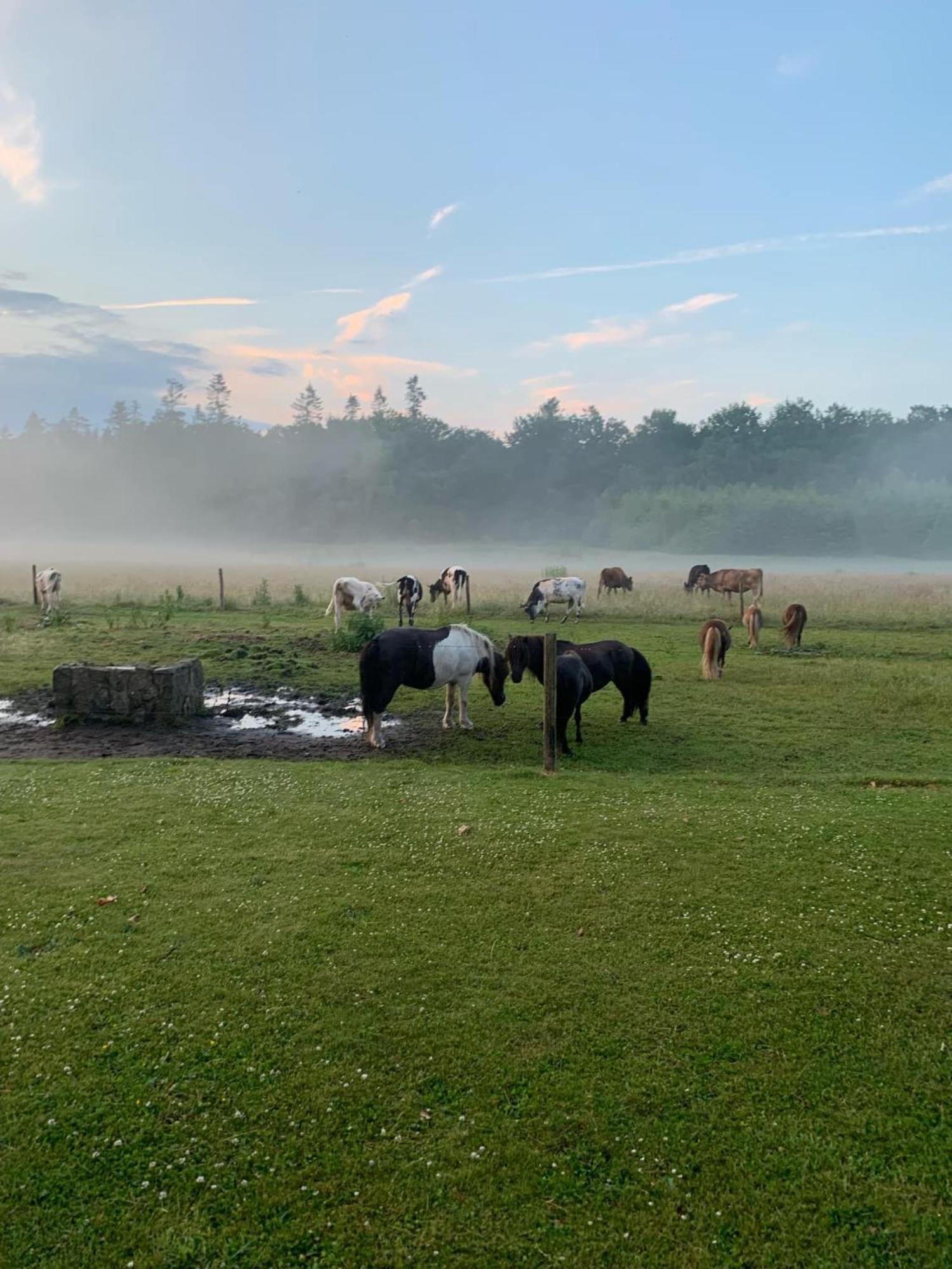 Holmsminde Bed and Breakfast Viborg Buitenkant foto